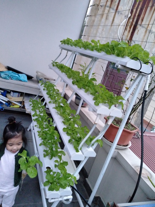Mẫu giàn bán A cực được ưa chuộng trong mô hình nhà phố