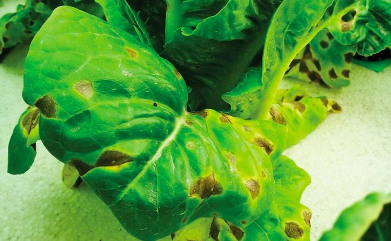Bệnh thường gặp ở cây thủy canh - xoăn lá