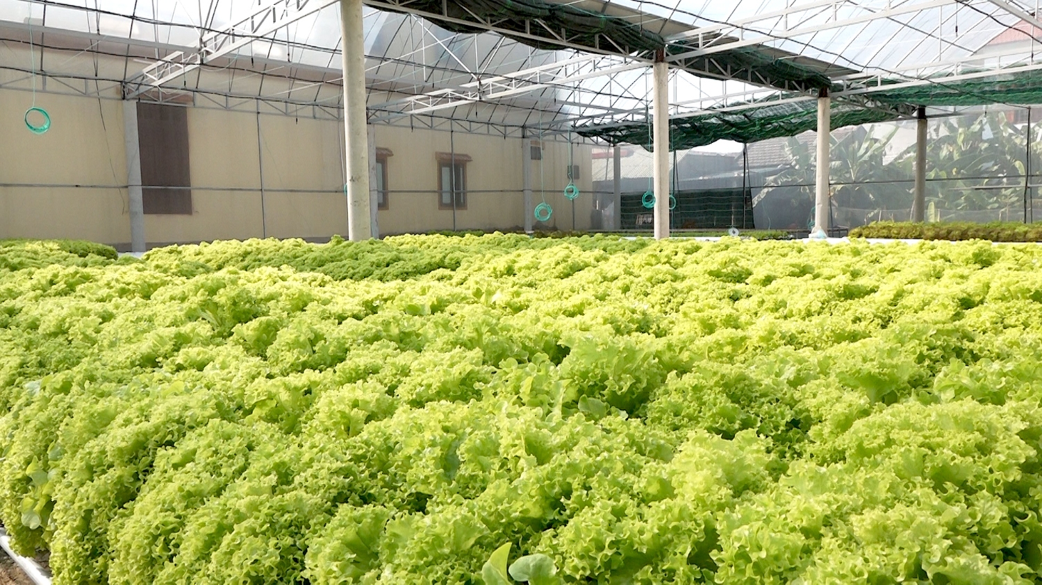 anh Nguyễn Hữu Việt trồng thử với số lượng ít các loại rau như xà lách, cải, rau mầm, hành ngò