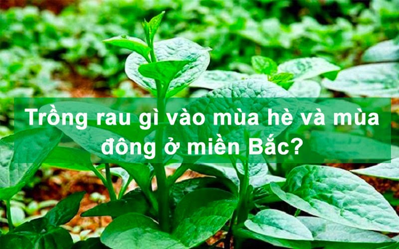 Chi tiết các loại rau trồng mùa hè và mùa đông ở miền Bắc