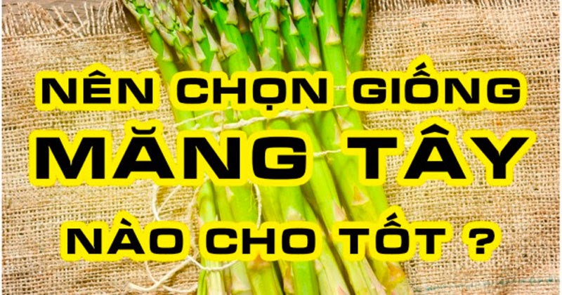 Chi tiết cách chọn giống và kỹ thuật trồng măng tây đạt hiệu quả tốt nhất!