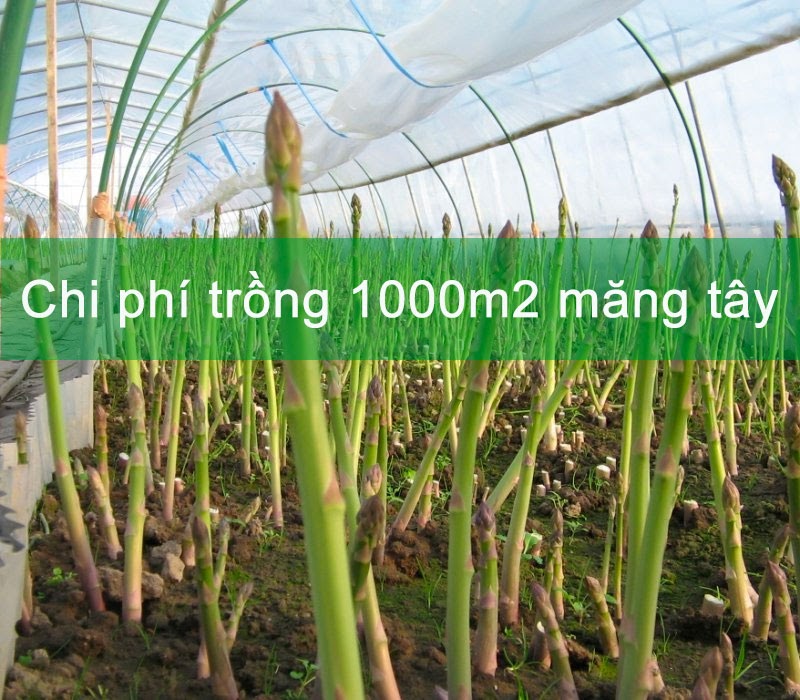 Chi phí trồng 1000m2 măng tây