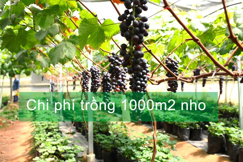 Chi phí trồng 1000m2 nho là bao nhiêu? Kỹ thuật trồng nho trong nhà màng chuẩn, hiệu quả cao