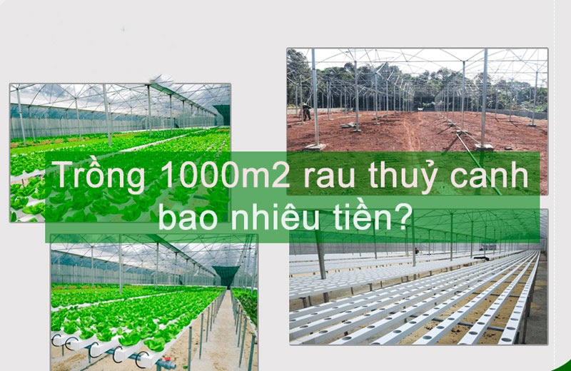Chi phí trồng rau 1000m2