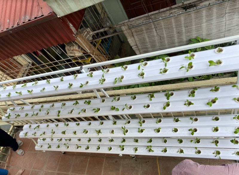Giàn thuỷ canh bán chữ A vô cùng chắc chắn và tiết kiệm không gian