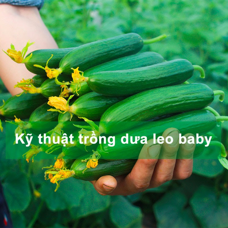 kỹ thuật trồng dưa leo baby chuẩn