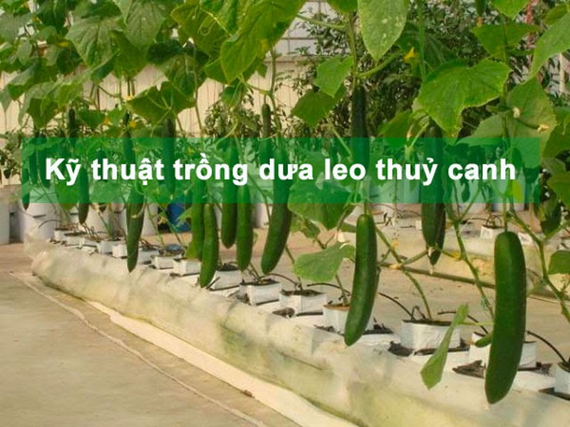 Kỹ thuật trồng dưa leo thủy canh bằng hệ thống tưới nhỏ giọt!