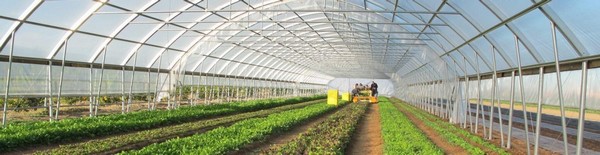 Các loại màng pe lợp nhà kính