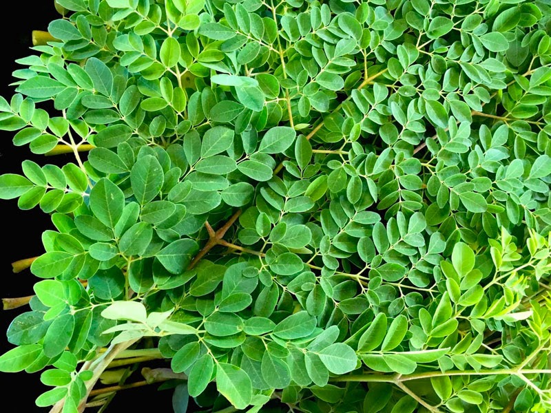 Tháng 7 dương lịch trồng rau chùm ngây