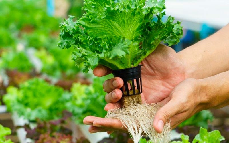 Liệu rau thủy canh có an toàn hay không?