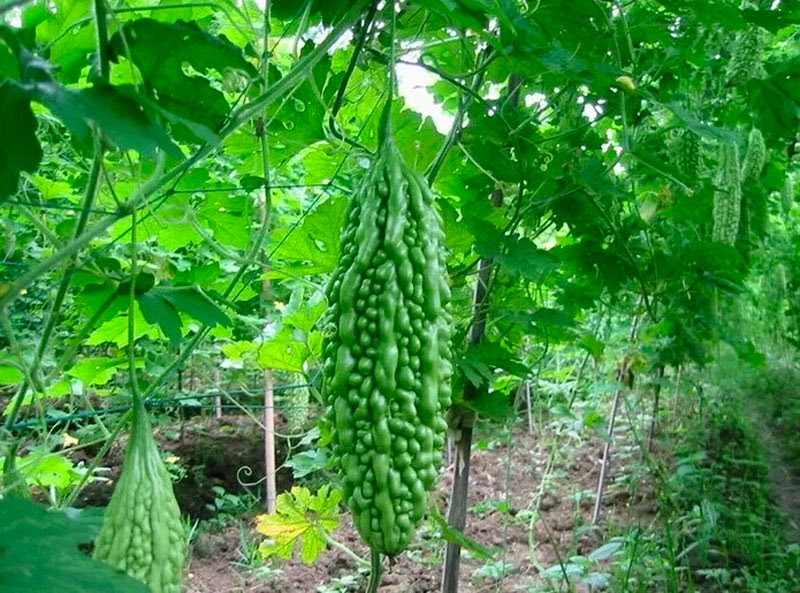 Tháng 5 nên trồng rau gì ở miền Nam
