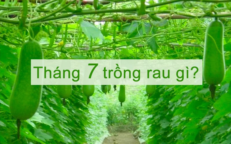 Tháng 7 trồng rau gì phát triển tốt nhất