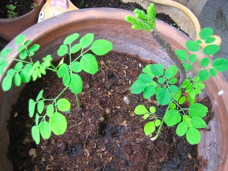 Nên trồng rau gì vào thàng 11 ở miền Nam
