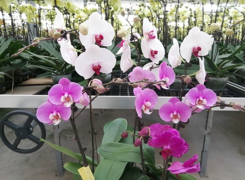 Hướng dẫn cách trồng lan thủy canh chuẩn