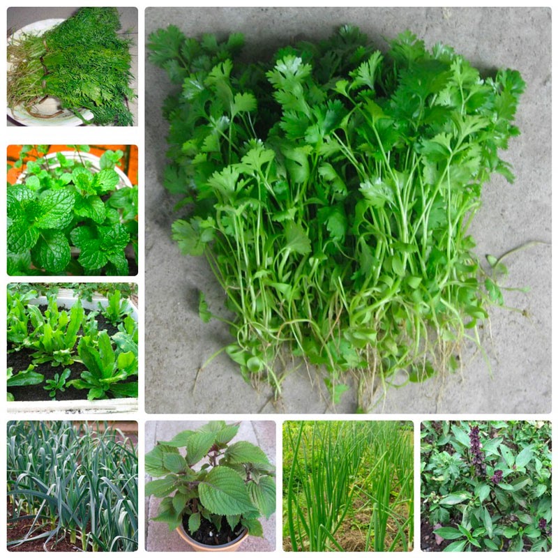 Trồng rau gì vào tháng 9 tại miền Nam