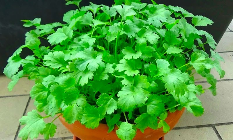 Tháng 11 nên trồng loại rau gì