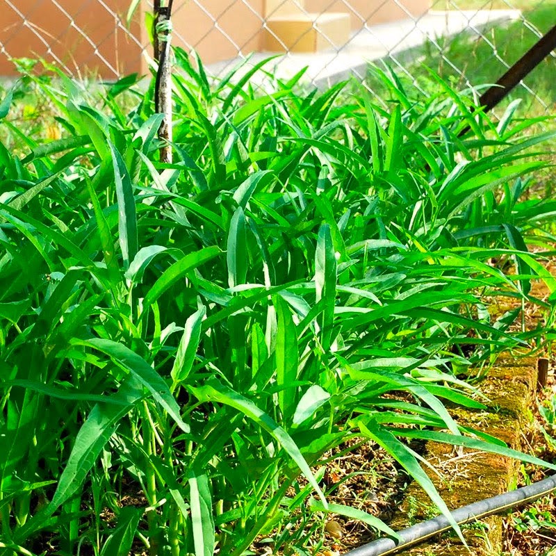 Trồng rau muống vào tháng 9 rất phù hợp